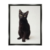 Stupell Industries Drăguț pisică neagră ochi expresivi portret pentru animale de companie Jet negru încadrat pânză plutitoare