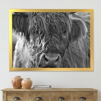Designart 'Close Up Scottish Highland Vaci Care Trăiesc Pe Moorland' Fermă Încadrată Art Print